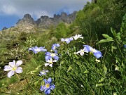 12 Lino delle Alpi (Linum alpinum) sul sentiero per il Canalino dei sassi)